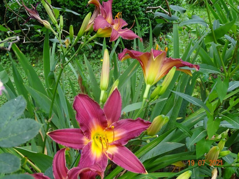  - Hemerocallis 2021
