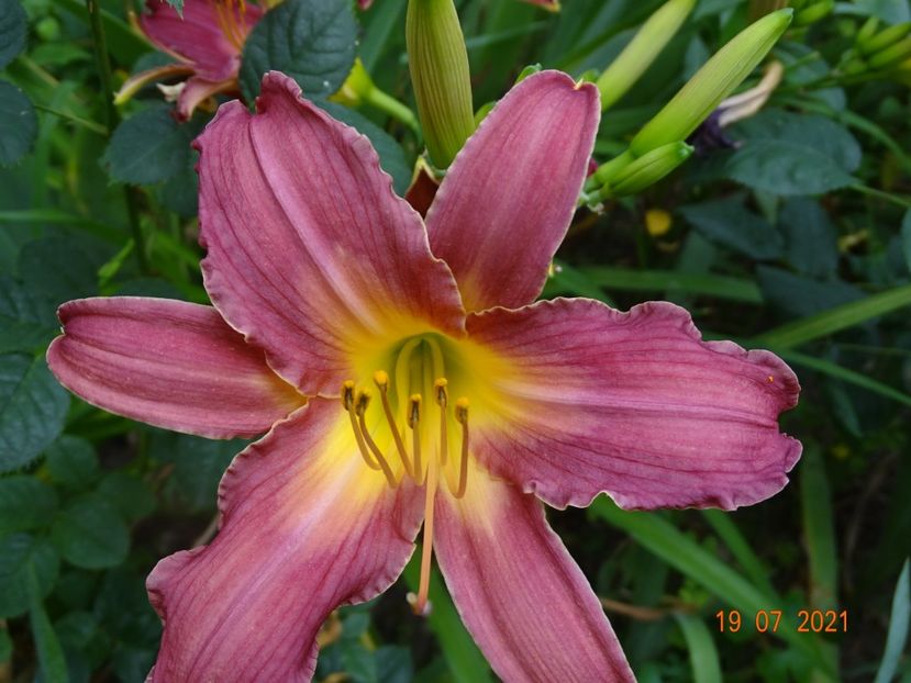  - Hemerocallis 2021