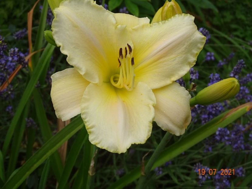  - Hemerocallis 2021