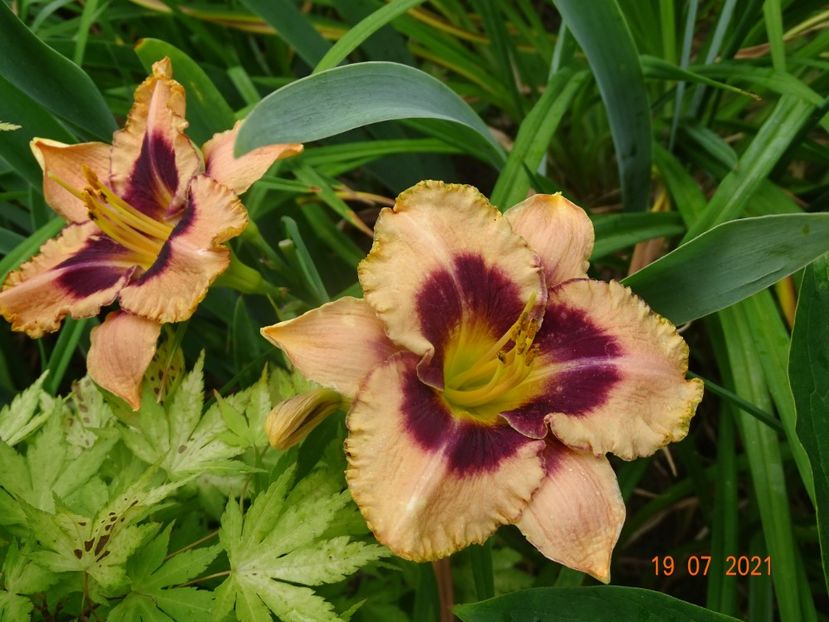  - Hemerocallis 2021