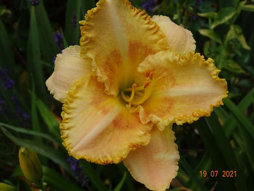  - Hemerocallis 2021