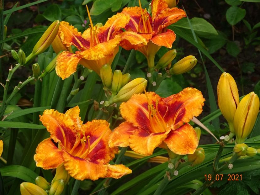  - Hemerocallis 2021