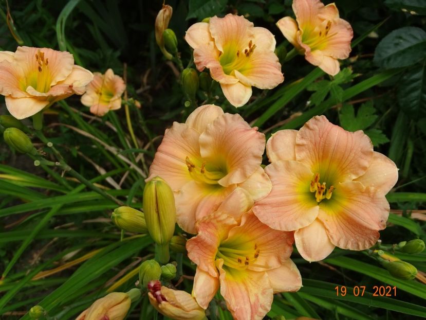  - Hemerocallis 2021