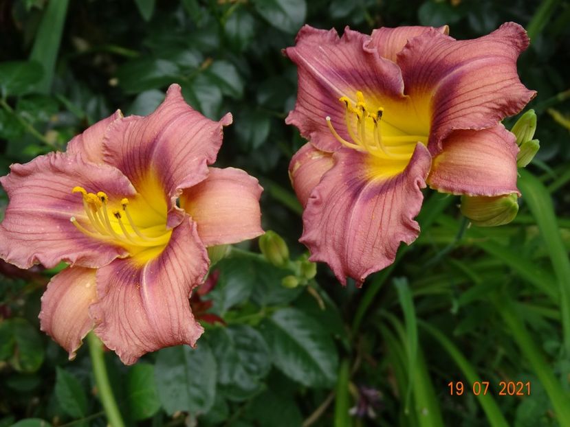  - Hemerocallis 2021