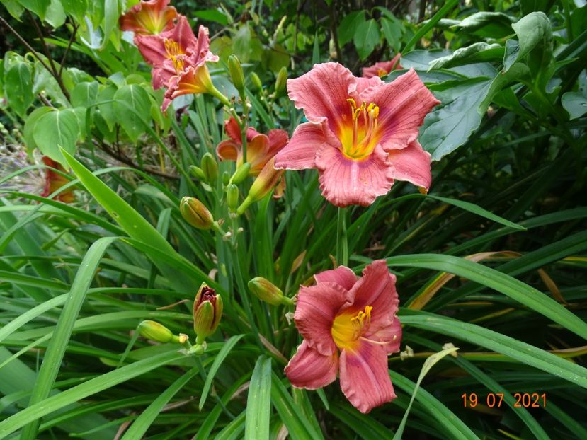  - Hemerocallis 2021