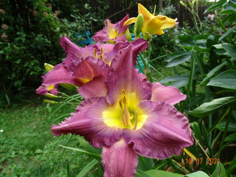  - Hemerocallis 2021