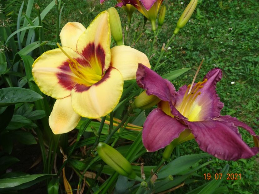  - Hemerocallis 2021