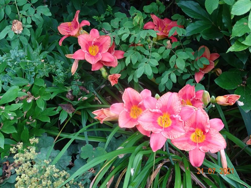  - Hemerocallis 2021