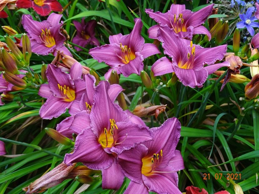  - Hemerocallis 2021
