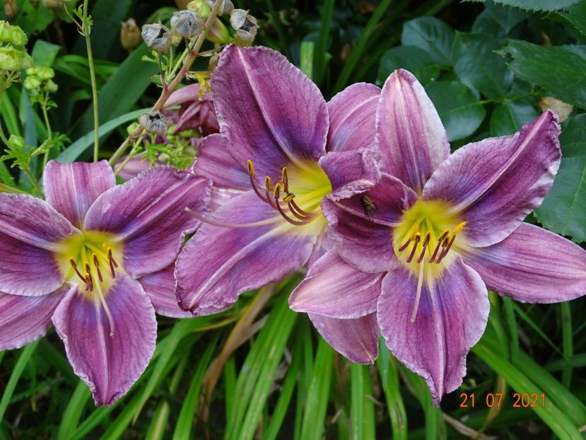  - Hemerocallis 2021