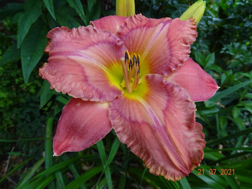 - Hemerocallis 2021