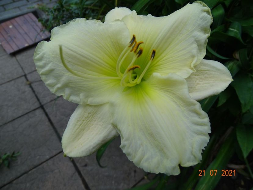  - Hemerocallis 2021