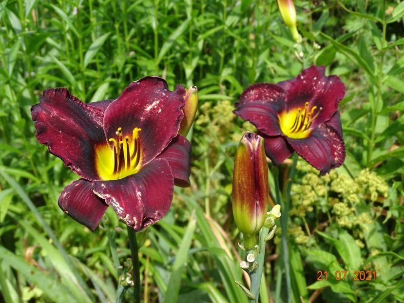  - Hemerocallis 2021