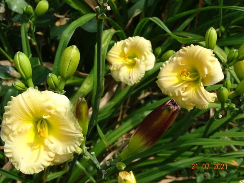  - Hemerocallis 2021