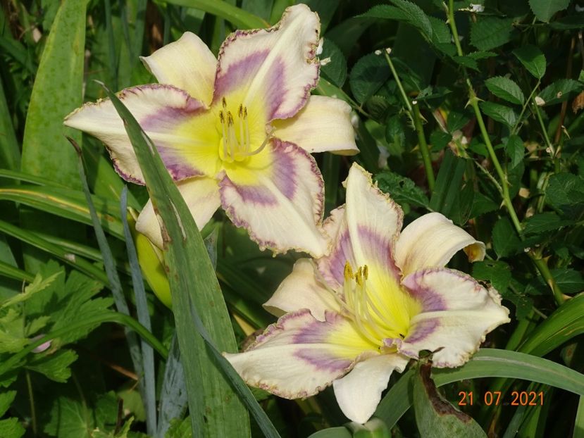  - Hemerocallis 2021