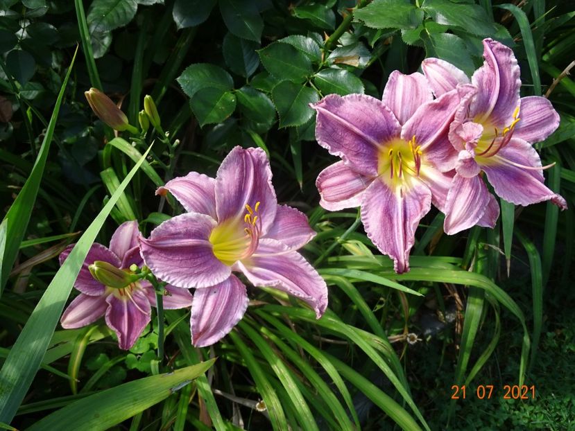  - Hemerocallis 2021