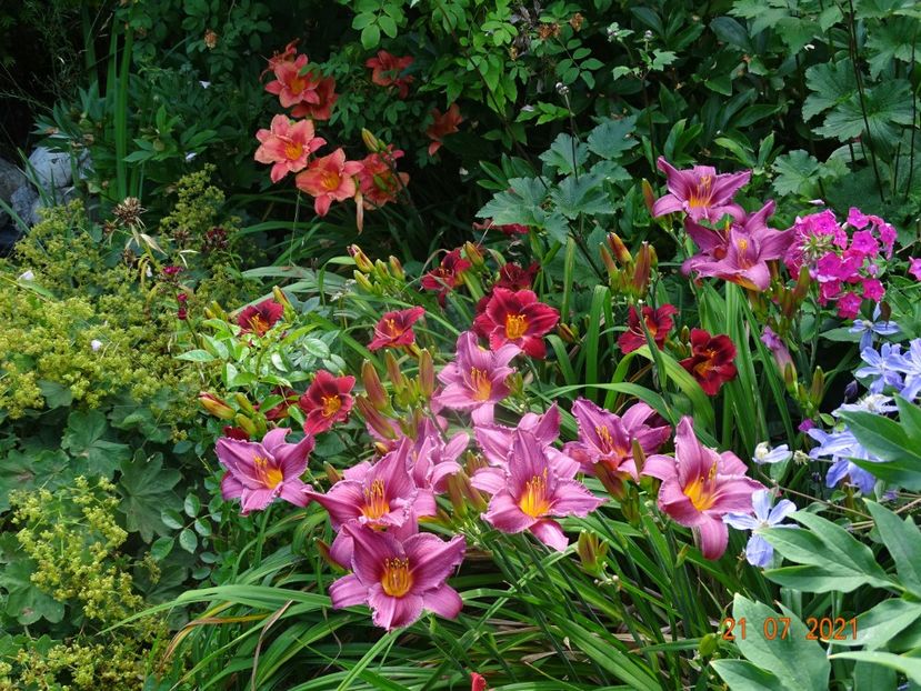  - Hemerocallis 2021