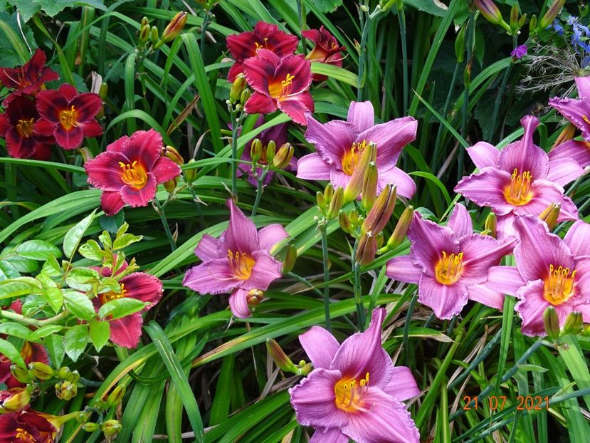  - Hemerocallis 2021