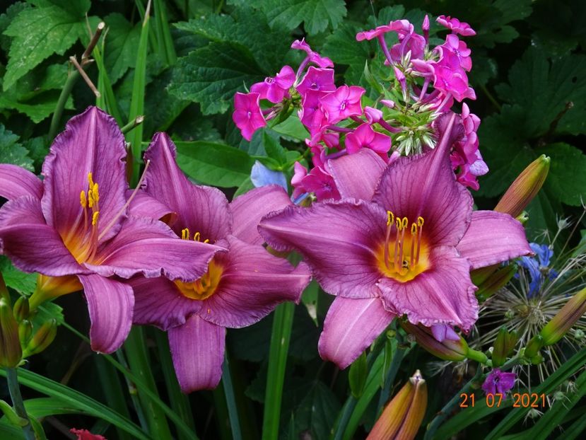  - Hemerocallis 2021
