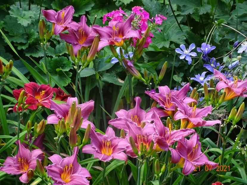  - Hemerocallis 2021