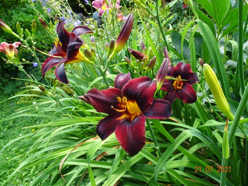  - Hemerocallis 2021