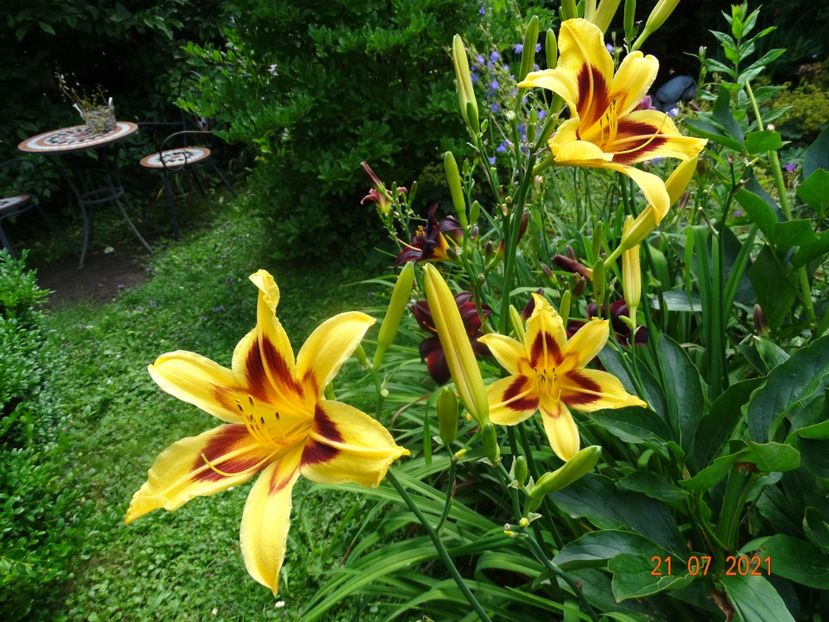  - Hemerocallis 2021