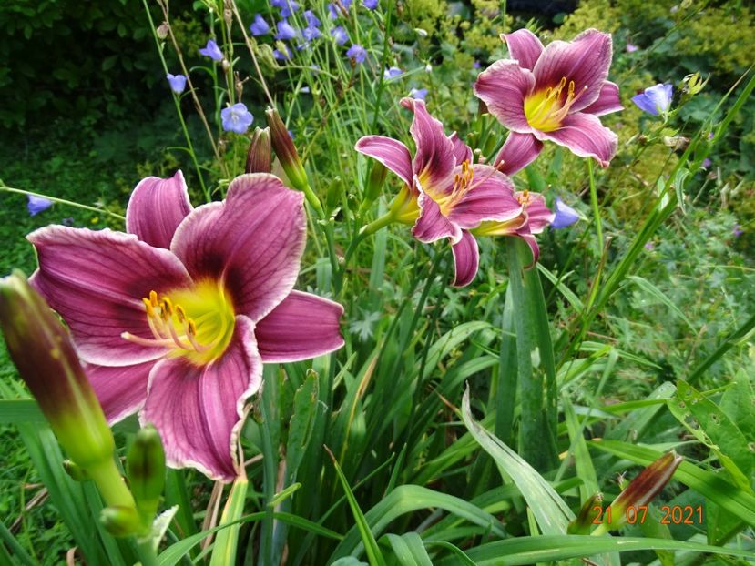  - Hemerocallis 2021