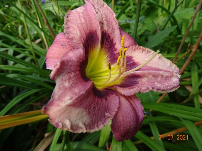 - Hemerocallis 2021