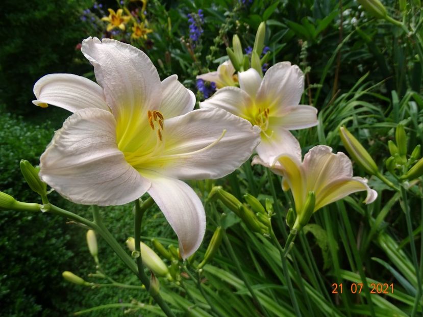  - Hemerocallis 2021
