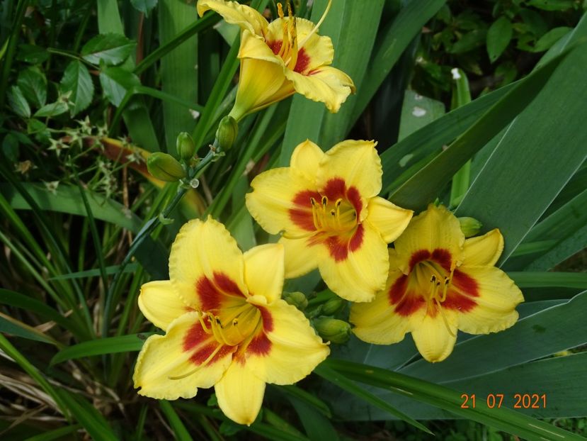  - Hemerocallis 2021