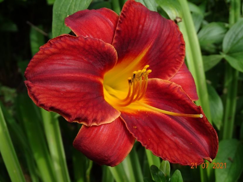  - Hemerocallis 2021