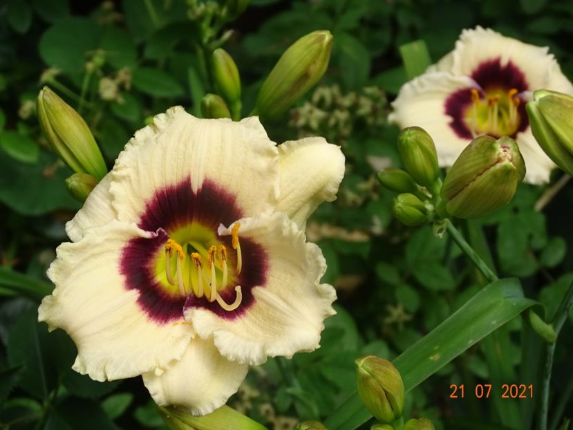  - Hemerocallis 2021