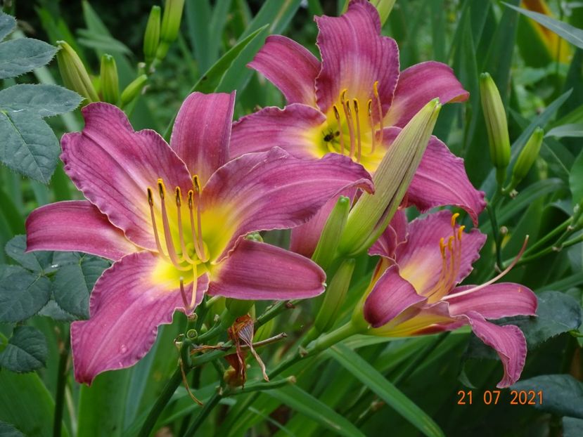  - Hemerocallis 2021