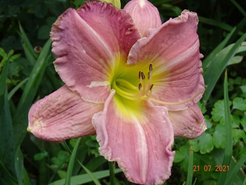  - Hemerocallis 2021