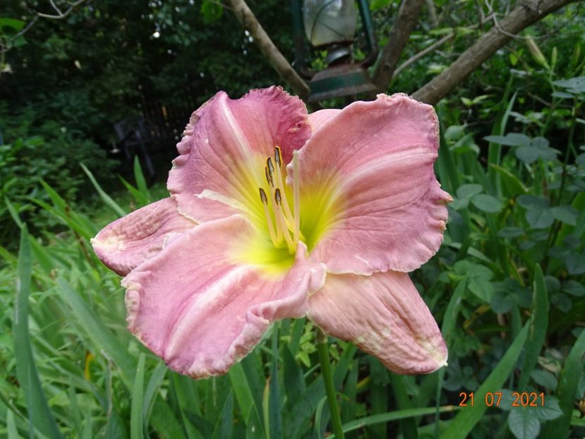  - Hemerocallis 2021