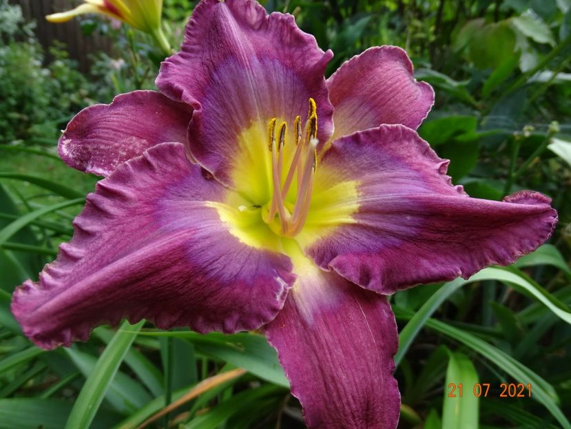  - Hemerocallis 2021