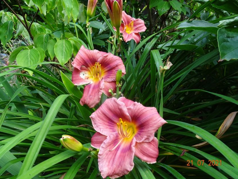  - Hemerocallis 2021