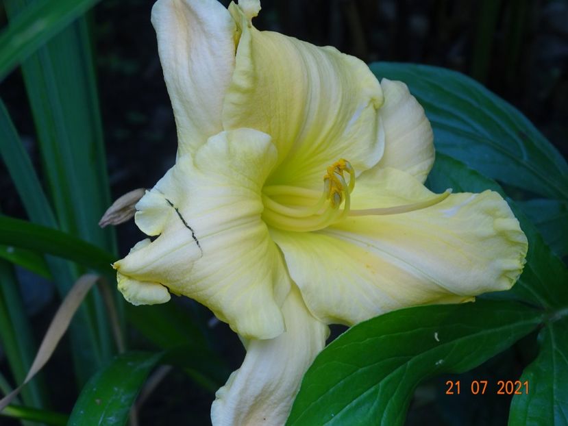  - Hemerocallis 2021