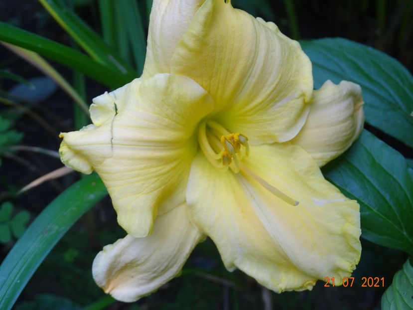  - Hemerocallis 2021