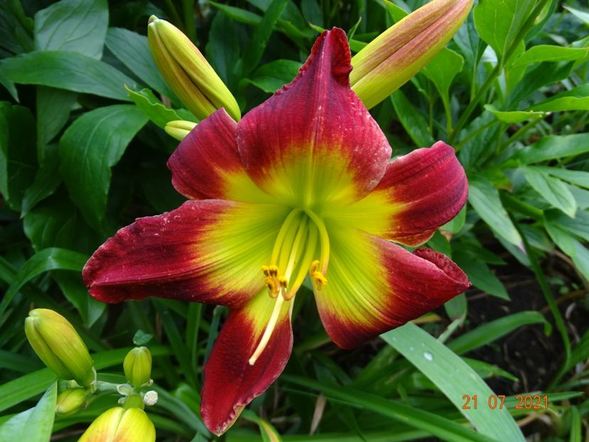  - Hemerocallis 2021