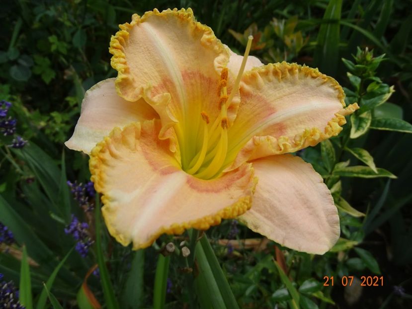  - Hemerocallis 2021