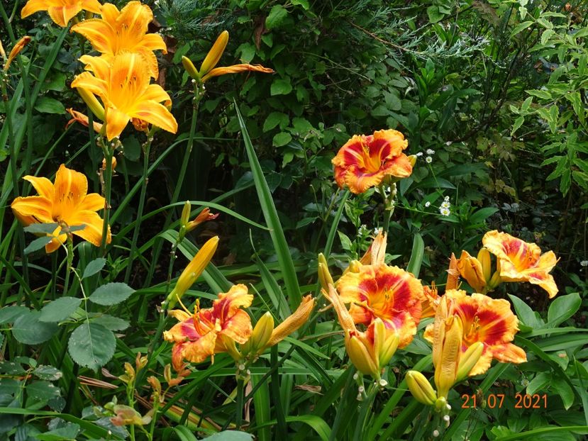  - Hemerocallis 2021