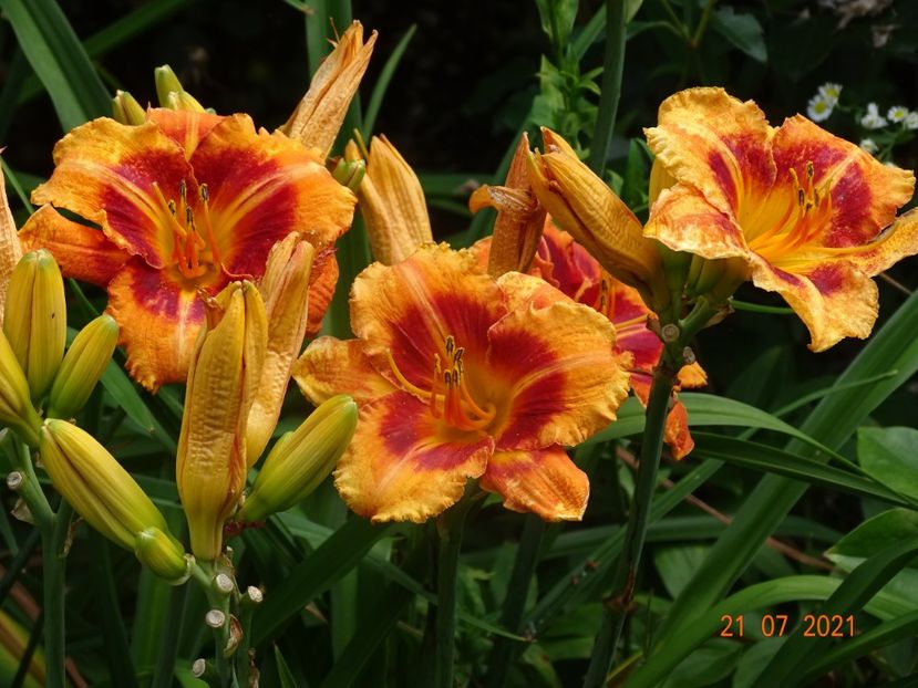  - Hemerocallis 2021