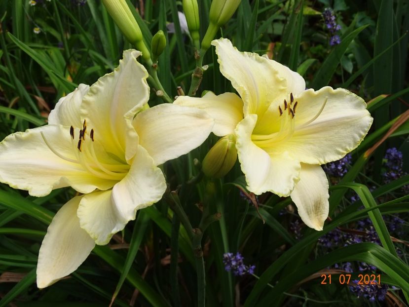  - Hemerocallis 2021