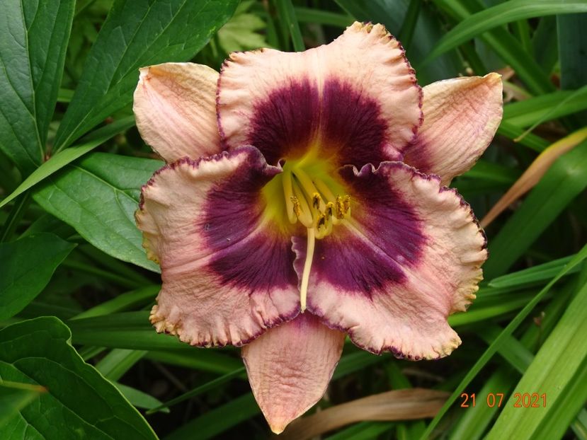  - Hemerocallis 2021