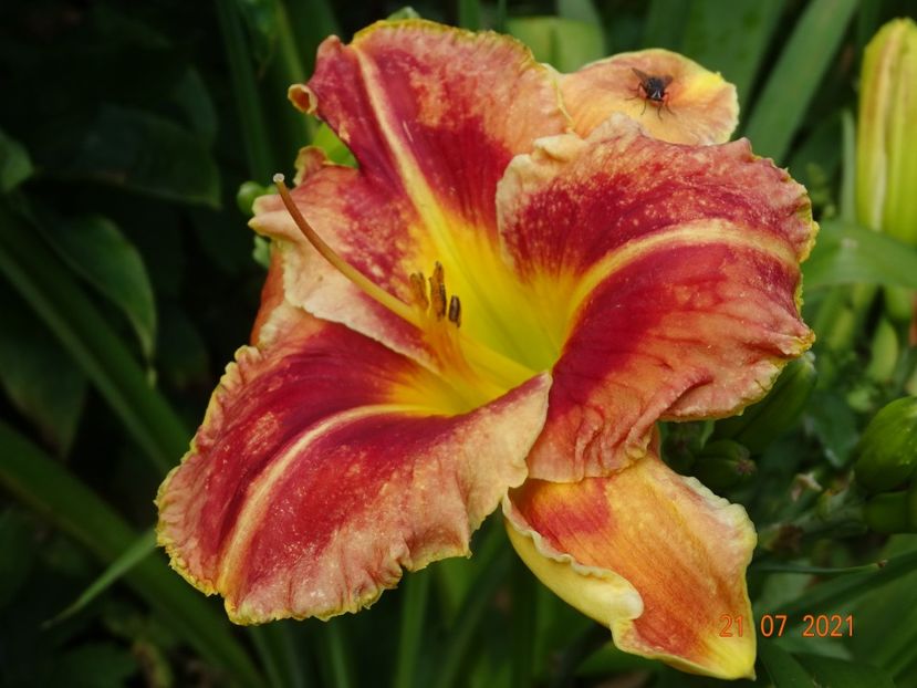  - Hemerocallis 2021