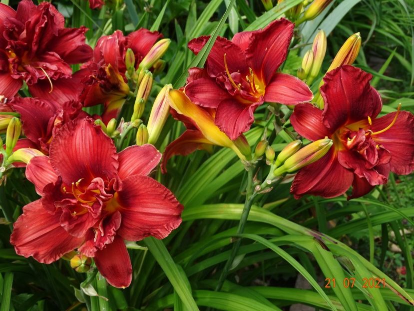  - Hemerocallis 2021