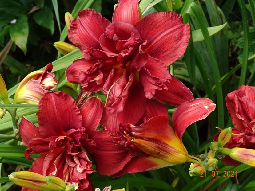  - Hemerocallis 2021