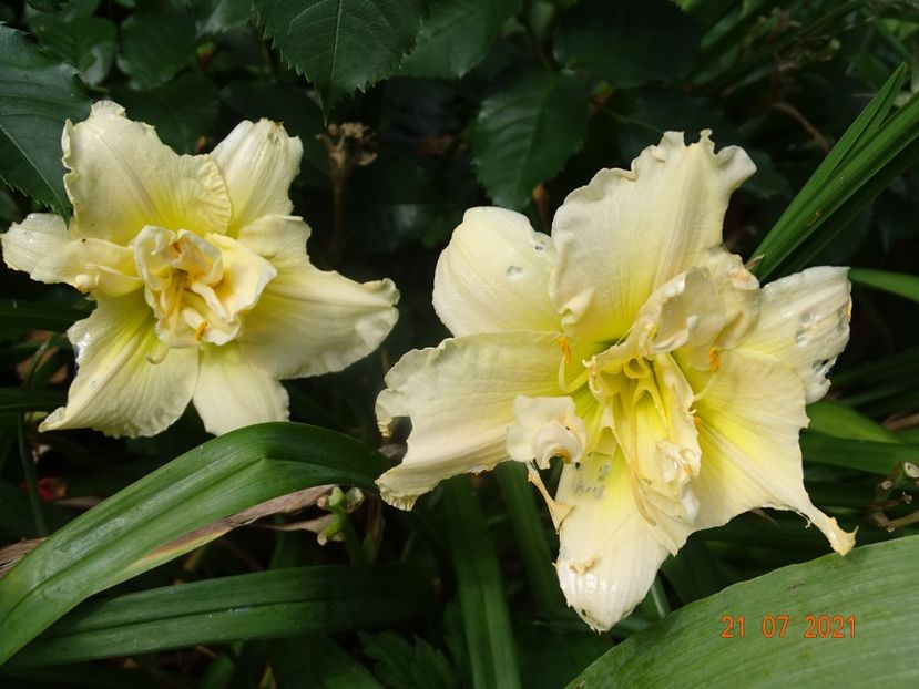  - Hemerocallis 2021