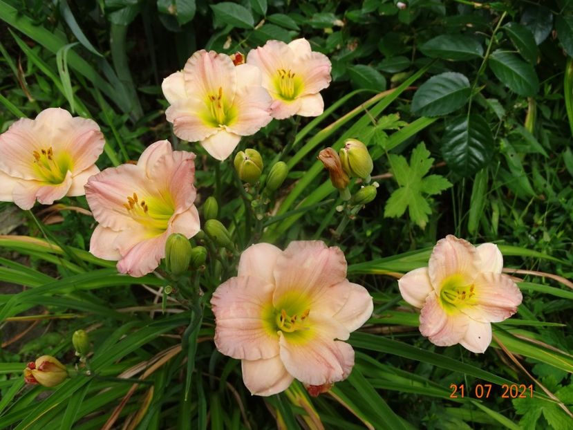  - Hemerocallis 2021